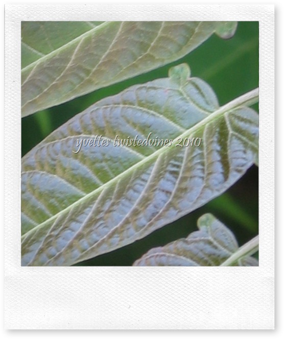 garden leaves 047