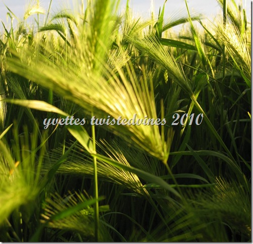 wheat 025