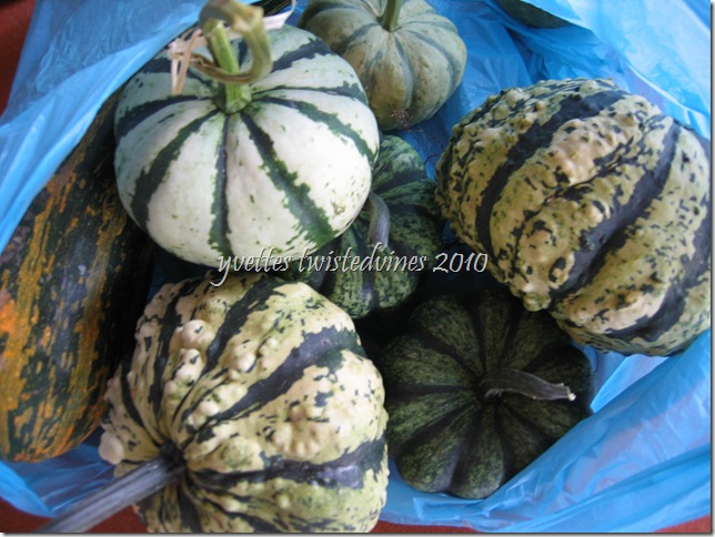 pumpkins 003