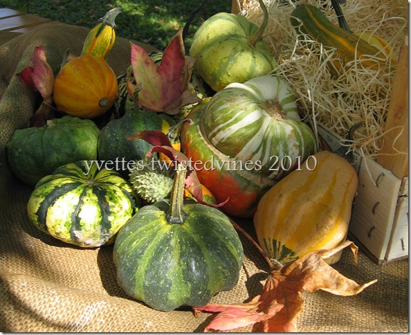 colourful pumpkins