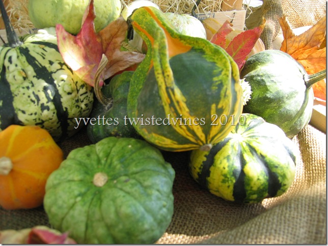 ornamental pumpkins