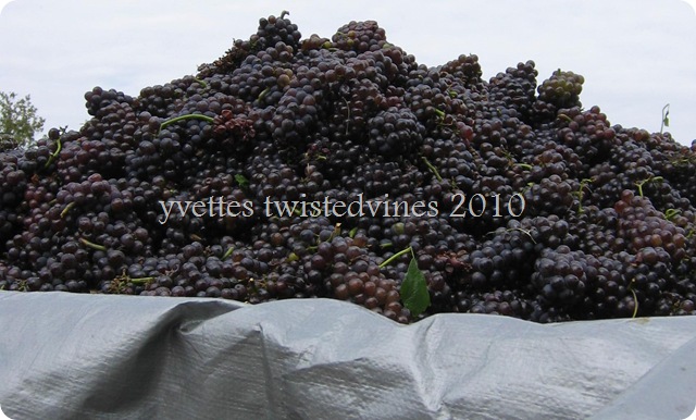grape harvest 2010