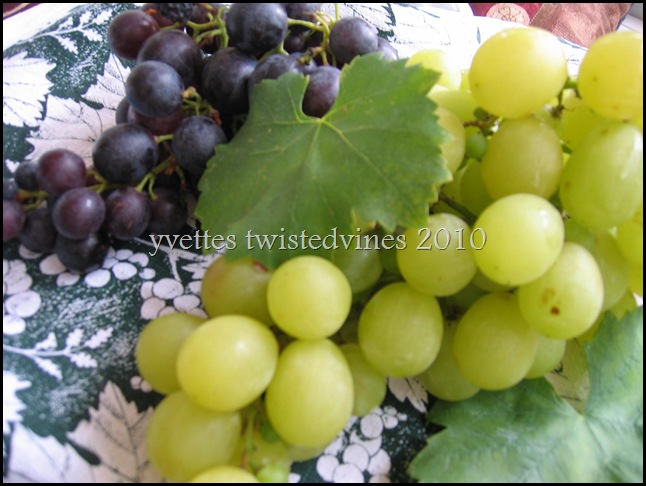 grapes 012