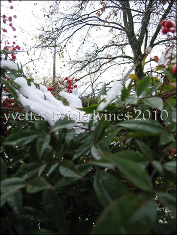 winter 2010 011