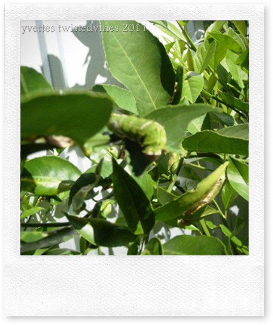 <KENOX S730  / Samsung S730>