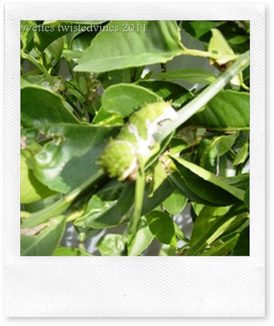 <KENOX S730  / Samsung S730>