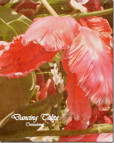 dancing tulips