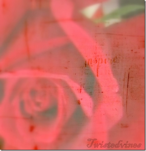 redrose2