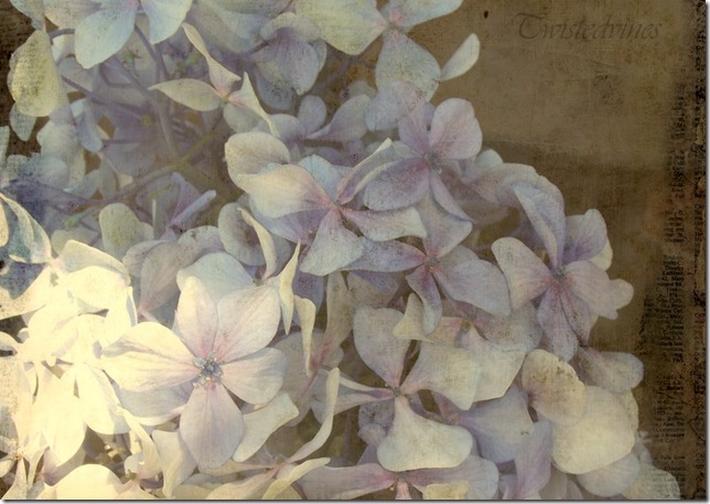 hydrangea 20122