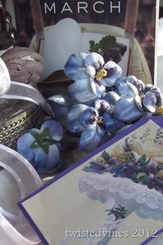 violets in march 017