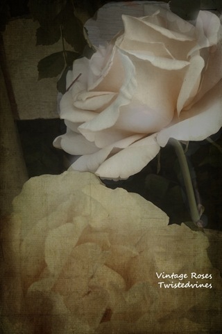 vintage roses_edited-2
